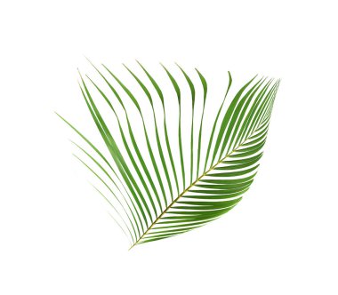 yeşil palmiye yaprağı yaz için beyaz üzerine izole