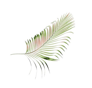 yeşil palmiye yaprağı yaz için beyaz üzerine izole