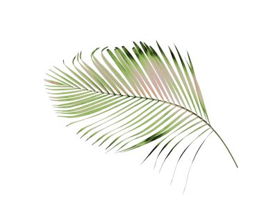 yeşil palmiye yaprağı yaz için beyaz üzerine izole