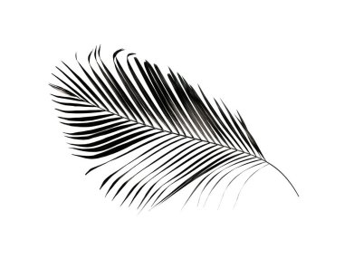 yeşil palmiye yaprağı yaz için beyaz üzerine izole