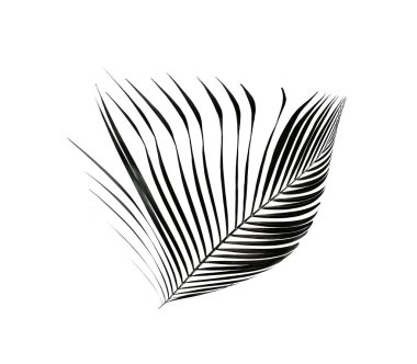 yeşil palmiye yaprağı yaz için beyaz üzerine izole