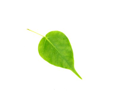 Beyaz arkaplanda tropik yeşil yaprak