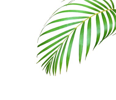 yeşil palmiye yaprağı yaz için beyaz üzerine izole