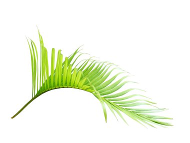 yeşil palmiye yaprağı yaz için beyaz üzerine izole