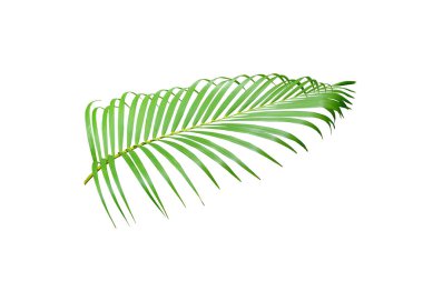yeşil palmiye yaprağı yaz için beyaz üzerine izole