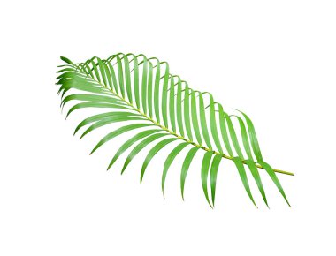 yeşil palmiye yaprağı yaz için beyaz üzerine izole