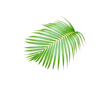 yeşil palmiye yaprağı yaz için beyaz üzerine izole