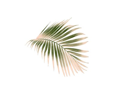 yeşil palmiye yaprağı yaz için beyaz üzerine izole