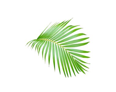 yeşil palmiye yaprağı yaz için beyaz üzerine izole