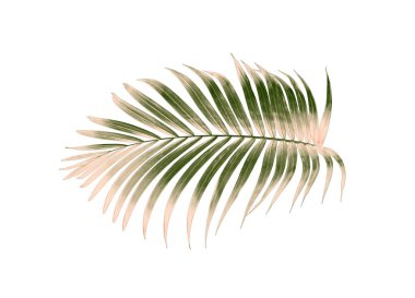 yeşil palmiye yaprağı yaz için beyaz üzerine izole