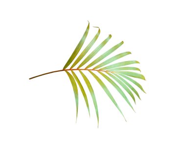 yeşil palmiye yaprağı yaz için beyaz üzerine izole