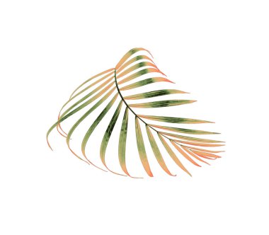 yeşil palmiye yaprağı yaz için beyaz üzerine izole