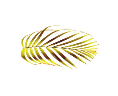 yeşil palmiye yaprağı yaz için beyaz üzerine izole