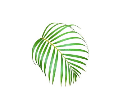 yeşil palmiye yaprağı yaz için beyaz üzerine izole