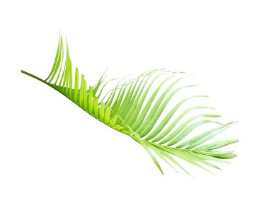 yeşil palmiye yaprağı yaz için beyaz üzerine izole