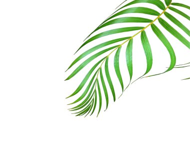 yeşil palmiye yaprağı yaz için beyaz üzerine izole