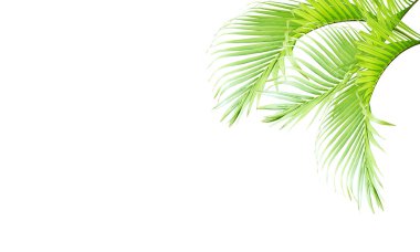 yeşil palmiye yaprağı yaz için beyaz üzerine izole