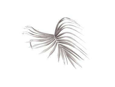 yeşil palmiye yaprağı yaz için beyaz üzerine izole