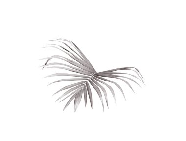 yeşil palmiye yaprağı yaz için beyaz üzerine izole