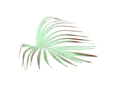 yeşil palmiye yaprağı yaz için beyaz üzerine izole