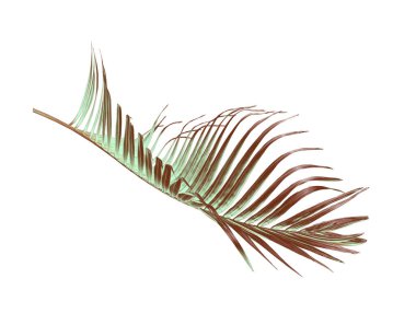 yeşil palmiye yaprağı yaz için beyaz üzerine izole