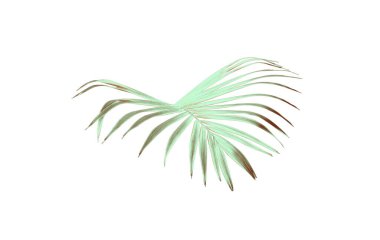 yeşil palmiye yaprağı yaz için beyaz üzerine izole