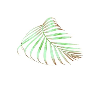 yeşil palmiye yaprağı yaz için beyaz üzerine izole