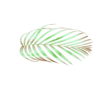 yeşil palmiye yaprağı yaz için beyaz üzerine izole