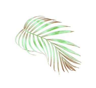 yeşil palmiye yaprağı yaz için beyaz üzerine izole
