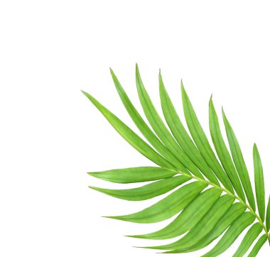 Beyaz arkaplanda izole edilmiş yeşil palmiye yaprağı