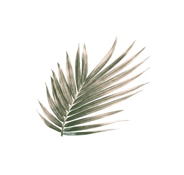 Beyaz arkaplanda izole edilmiş yeşil palmiye yaprağı