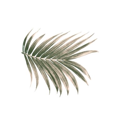 Beyaz arkaplanda izole edilmiş yeşil palmiye yaprağı