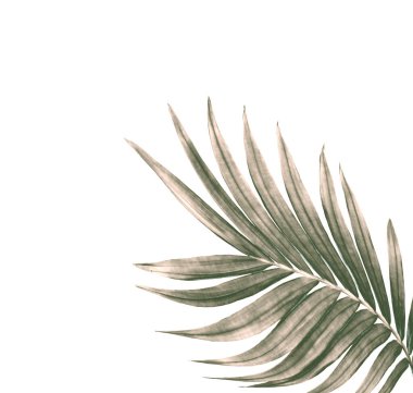 Beyaz arkaplanda izole edilmiş yeşil palmiye yaprağı