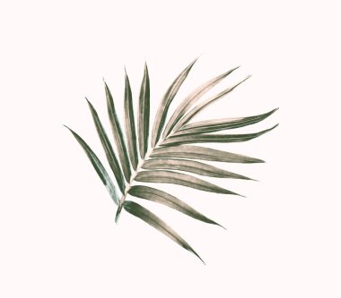 Beyaz arkaplanda izole edilmiş yeşil palmiye yaprağı