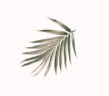 green leaf of palm tree isolated on white background clipart