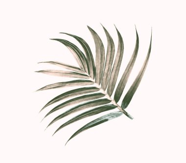 Beyaz arkaplanda izole edilmiş yeşil palmiye yaprağı