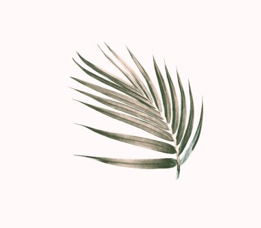 Beyaz arkaplanda izole edilmiş yeşil palmiye yaprağı