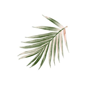 Beyaz arkaplanda izole edilmiş yeşil palmiye yaprağı