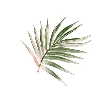 Beyaz arkaplanda izole edilmiş yeşil palmiye yaprağı