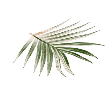 Beyaz arkaplanda izole edilmiş yeşil palmiye yaprağı