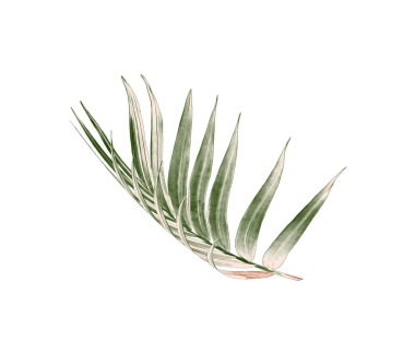 Beyaz arkaplanda izole edilmiş yeşil palmiye yaprağı