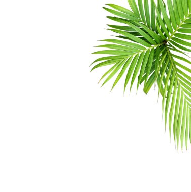 Beyaz arkaplanda izole edilmiş yeşil palmiye yaprağı