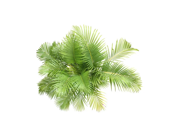 Palme Blätter Baum Isoliert Auf Weißem Hintergrund — Stockfoto