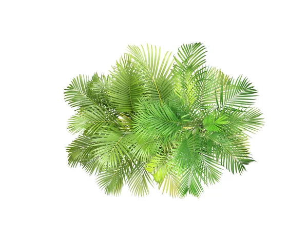 Bovenaanzicht Palmbladeren Boom Geïsoleerd Witte Achtergrond — Stockfoto