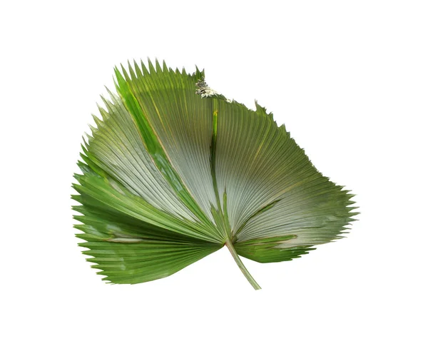 Tropisches Grün Weht Palmenblatt Isoliert Auf Weißem Hintergrund — Stockfoto