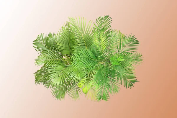 Top View Palm Leaves Tree Summer Background — Stock Photo, Image