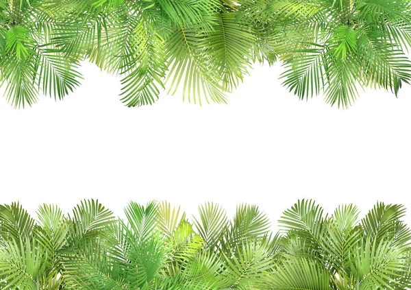 Top View Palm Leaves Tree Summer Background — Stock Photo, Image