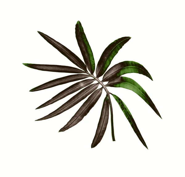 Zelený Palmový List Izolované Bílém Pro Letní Pozadí — Stock fotografie