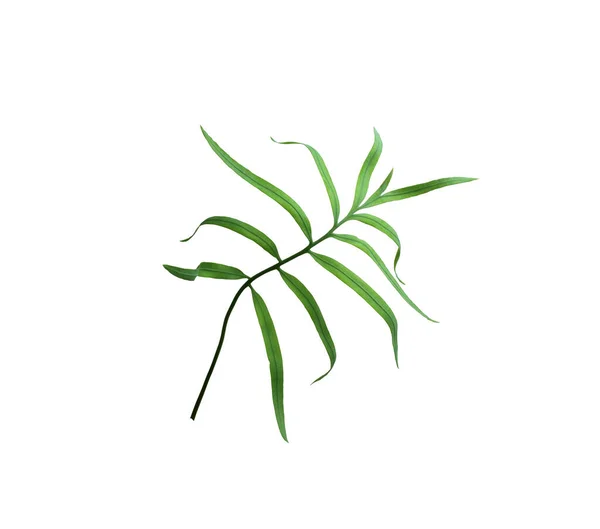 Green Palm Leaf Isolated White Summer Background — Stock Photo, Image