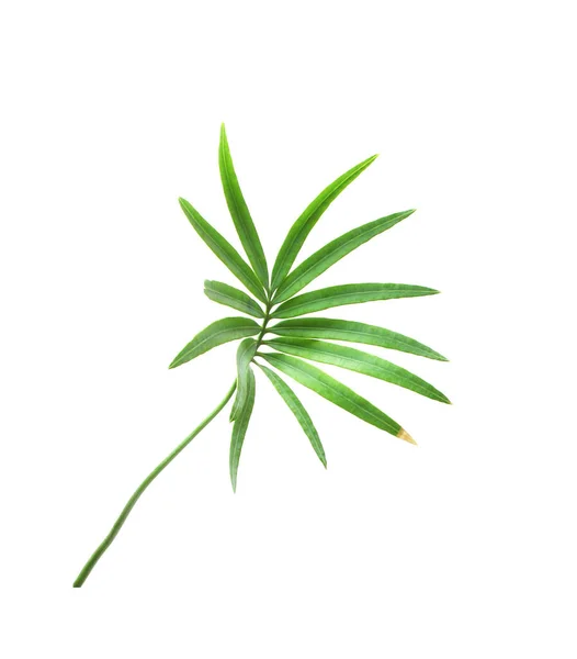 Тропический Зеленый Лист Пальмы Выделенный Белом Фоне Летом — стоковое фото